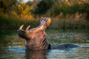 a-hippo-hippopotamus-amphibius-head-back-mouth-2023-11-27-05-10-16-utc_1