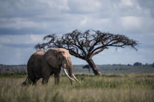 elephant-animal-nature-mammal-jungle_1